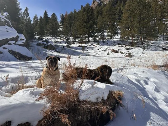 1840 Lakemoor Drive Florissant, CO 80816