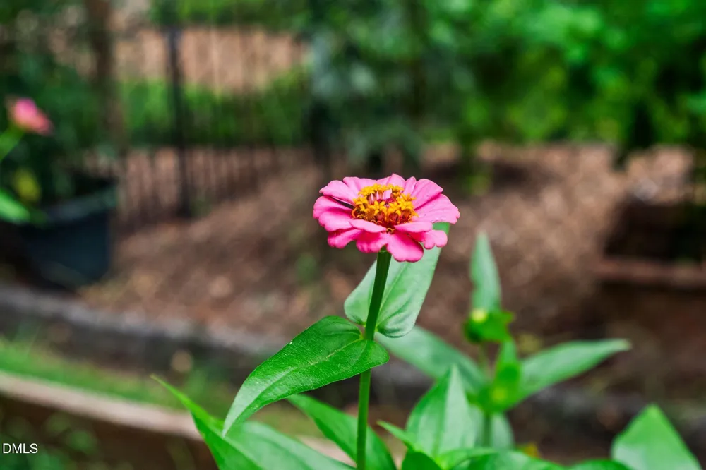 205 Lawrence Road Cary, NC 27511