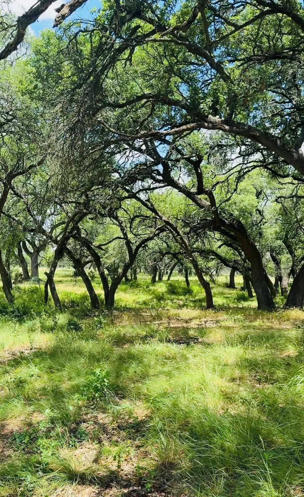 Swiss Ranch Rd Round Mountain, TX 78663