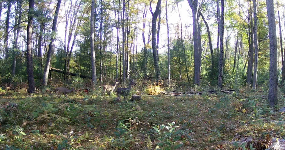 4393 E 8th Street Everett Township, MI 49349