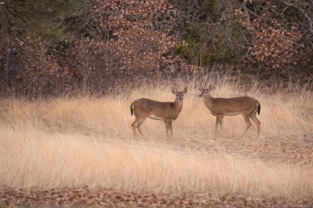 Cobb Road Kingston, OK 73439