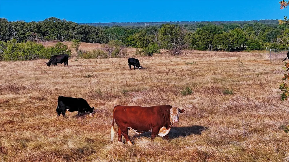 906 Rock Springs School Road Nocona, TX 76255