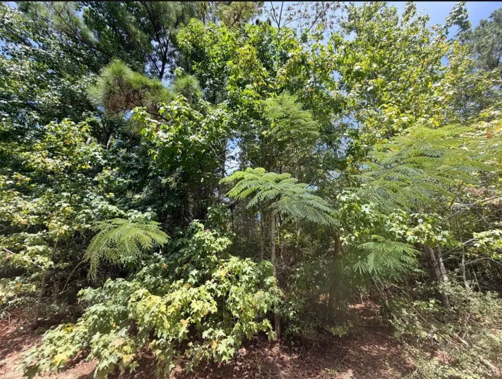 44 Fm 3414 Jasper, TX 75951