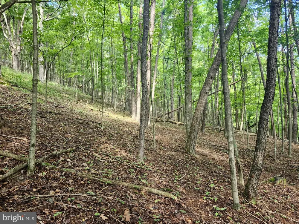 497 DRY RUN RD. Burlington, WV 26710