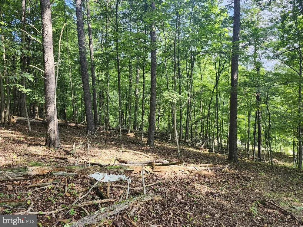 497 DRY RUN RD. Burlington, WV 26710