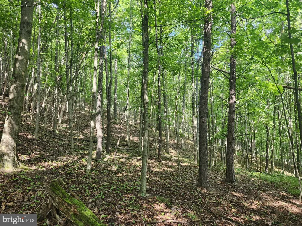 497 DRY RUN RD. Burlington, WV 26710