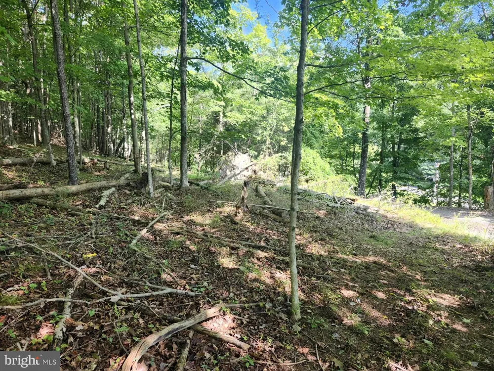 497 DRY RUN RD. Burlington, WV 26710