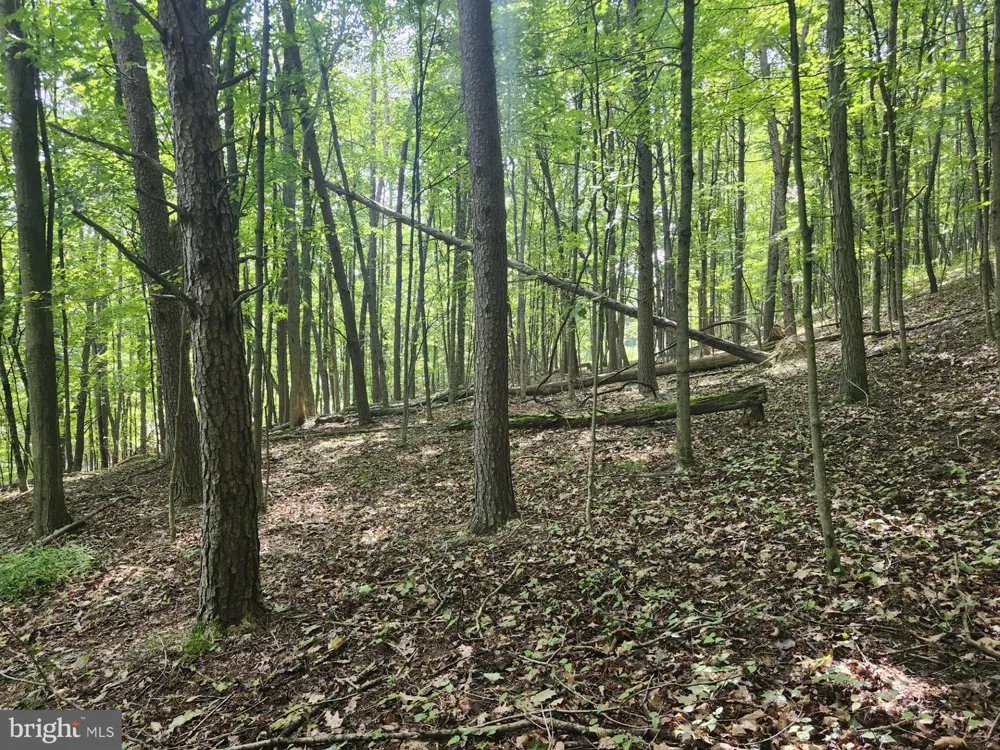 497 DRY RUN RD. Burlington, WV 26710