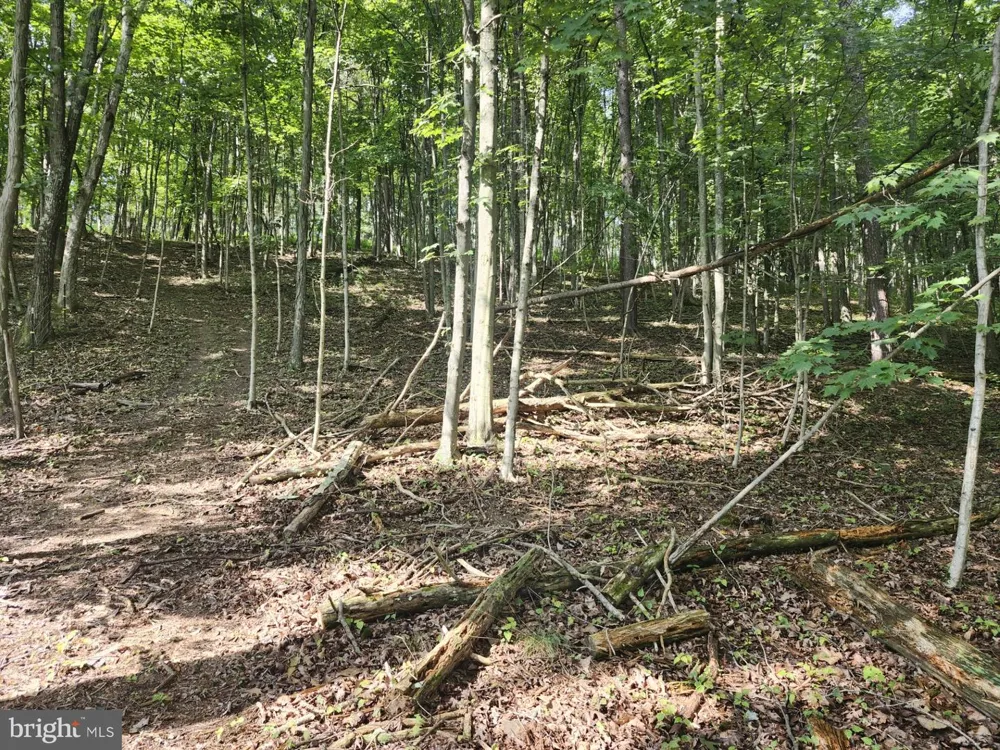 497 DRY RUN RD. Burlington, WV 26710