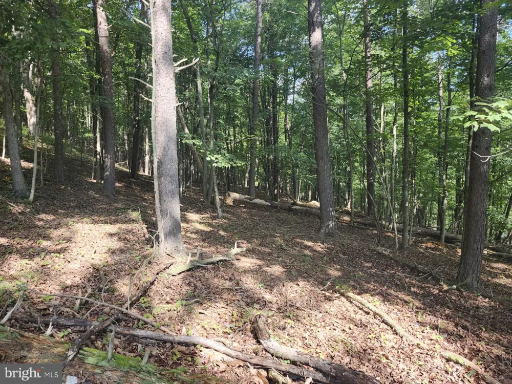 497 DRY RUN RD. Burlington, WV 26710