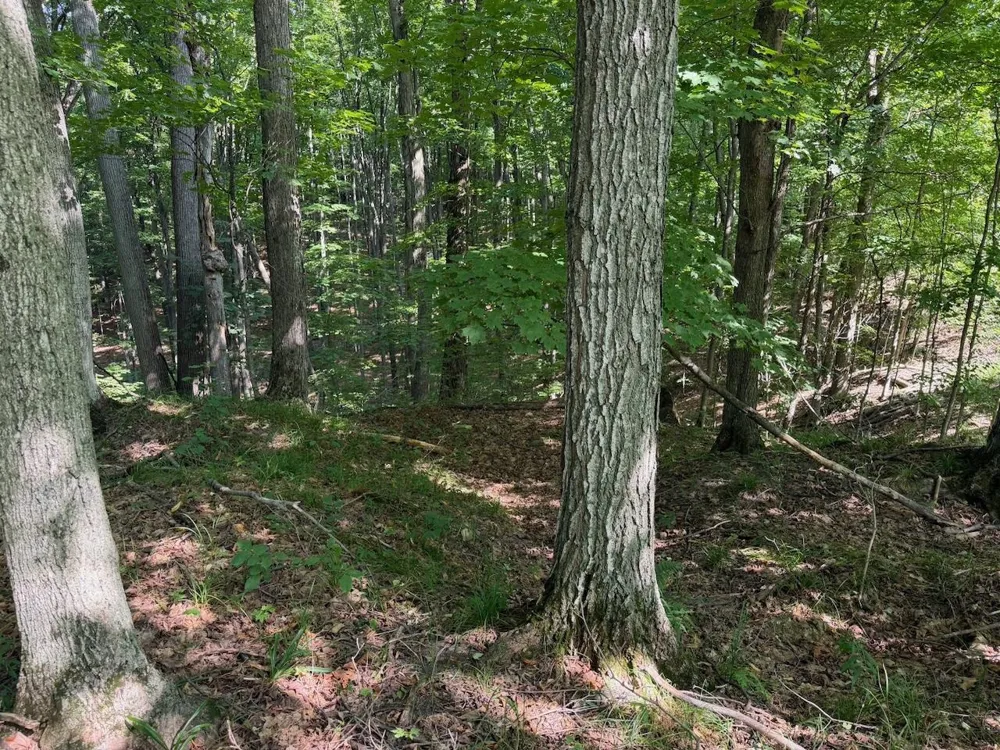 Ranch Drive Kearney Township, MI 49615