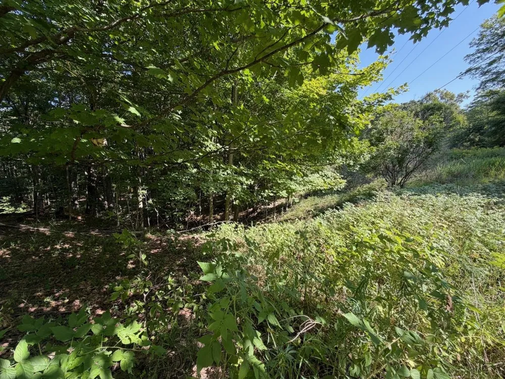 Ranch Drive Kearney Township, MI 49615