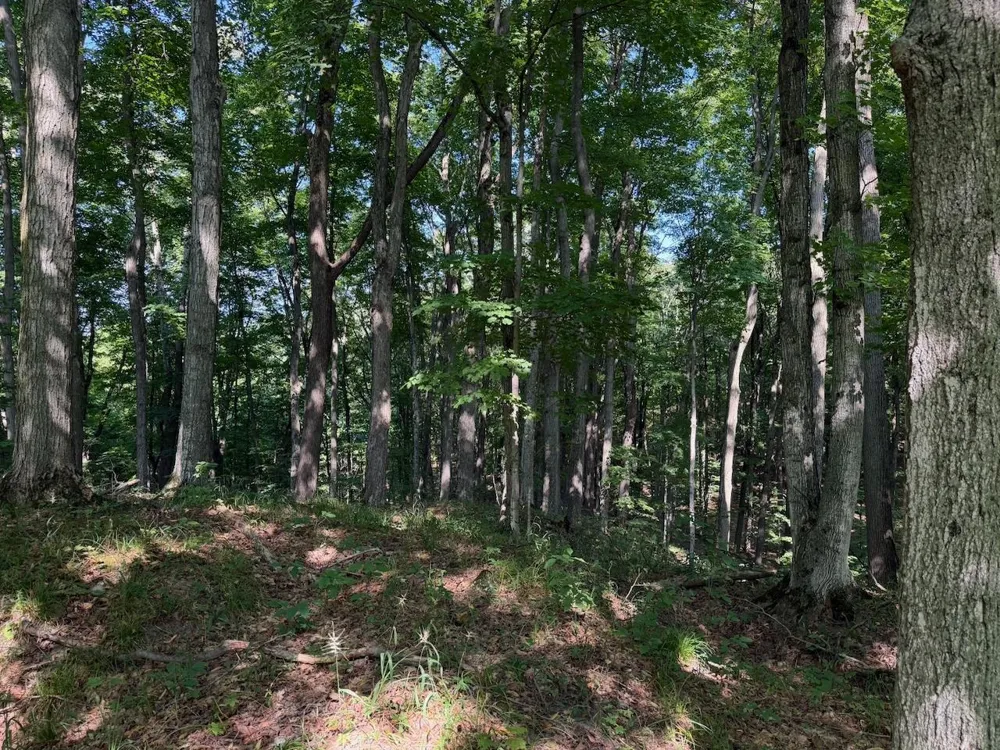 Ranch Drive Kearney Township, MI 49615
