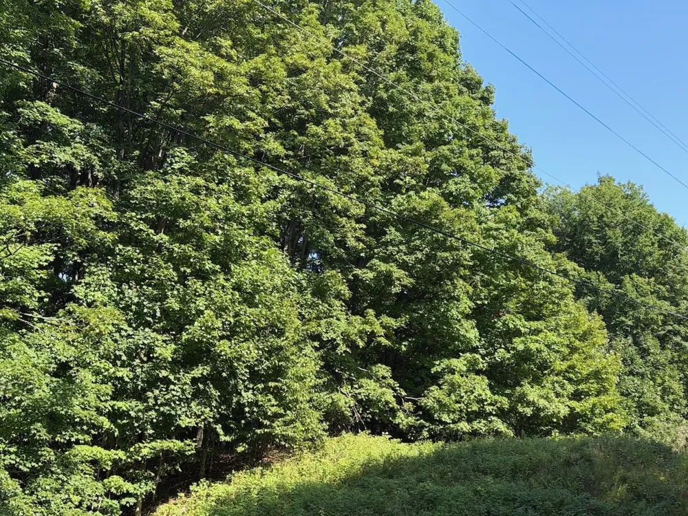 Ranch Drive Kearney Township, MI 49615