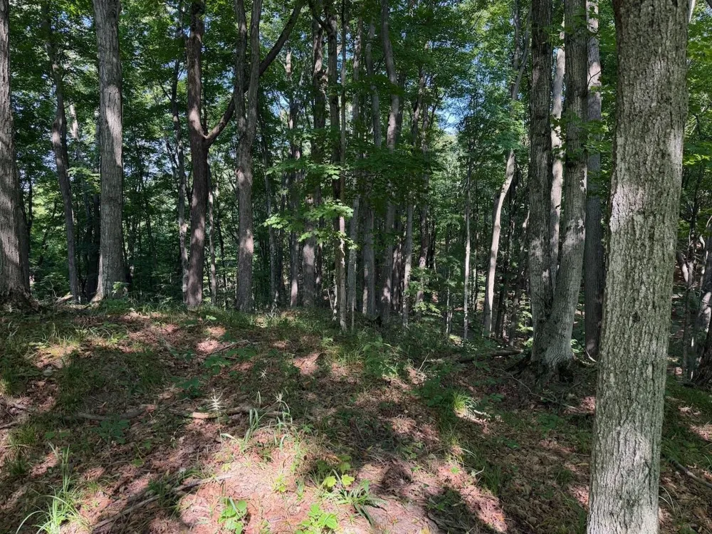 Ranch Drive Kearney Township, MI 49615