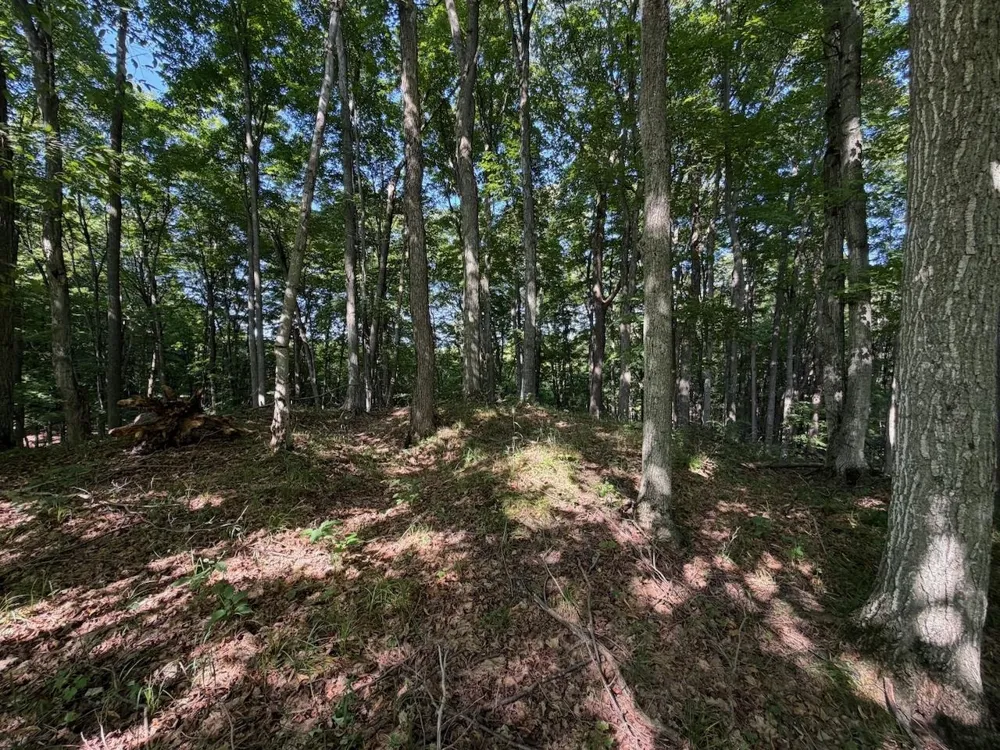 Ranch Drive Kearney Township, MI 49615