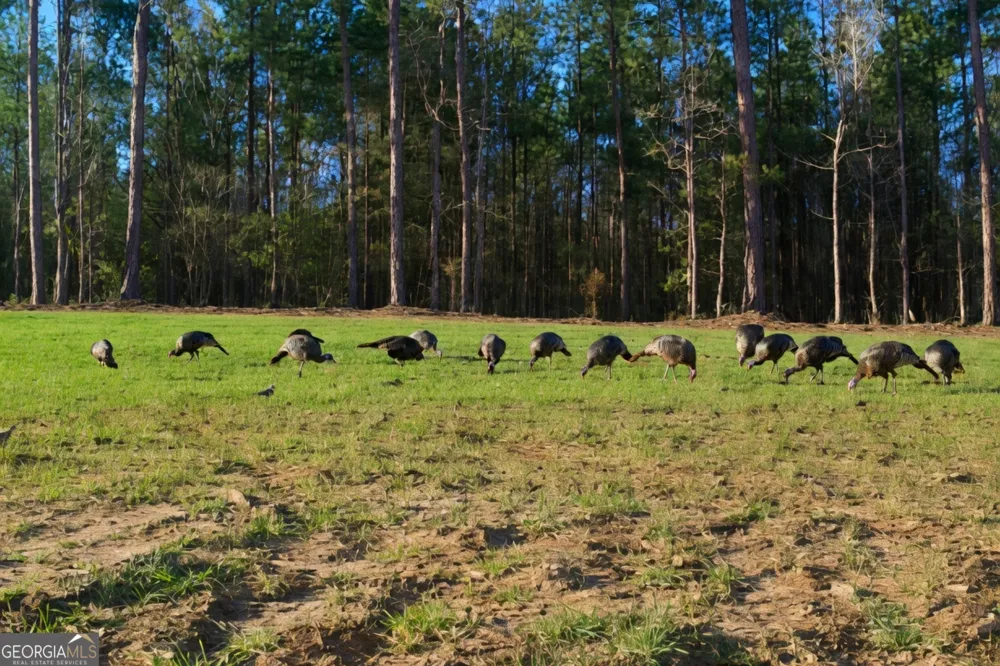 4348 Marshall Stewart RD Crawfordville, GA 30631