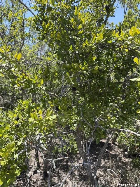 TBD SD 45425 Rocksprings, TX 78880