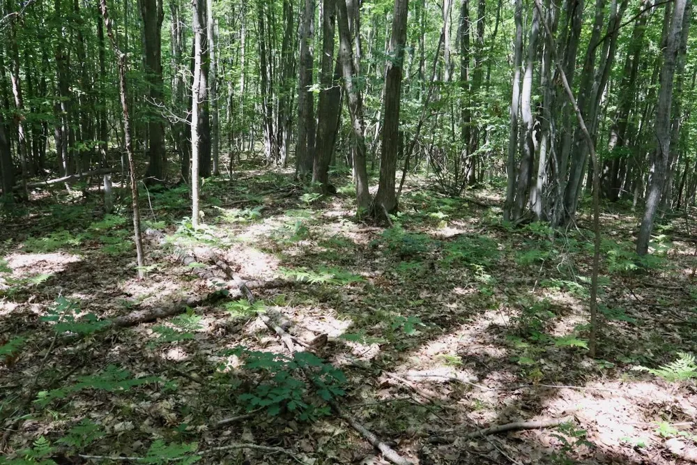 7 Mile Road Evart, MI 49631
