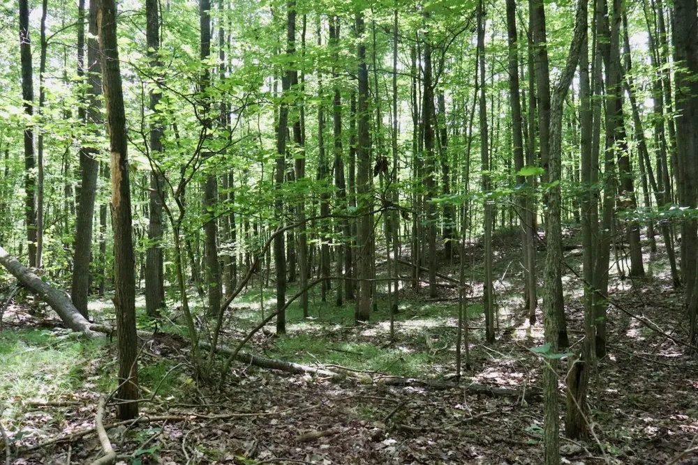 7 Mile Road Evart, MI 49631