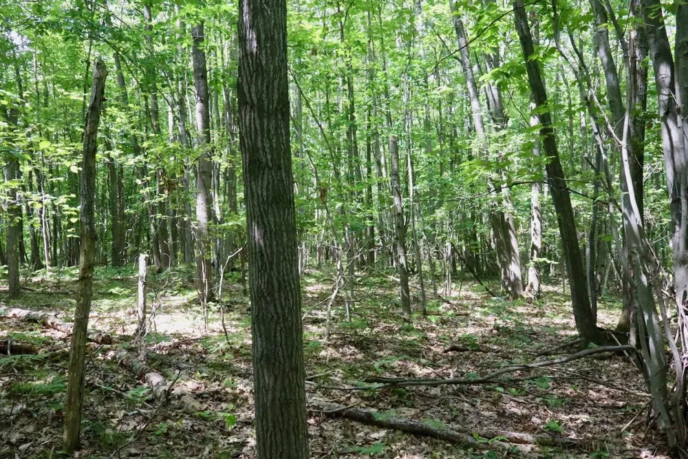 7 Mile Road Evart, MI 49631