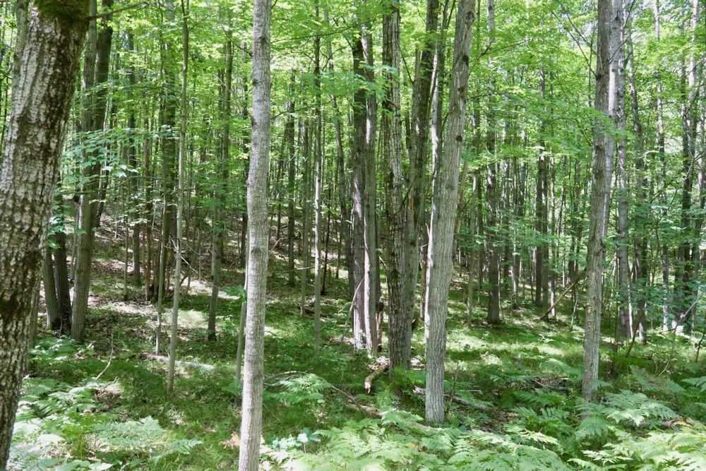 7 Mile Road Evart, MI 49631