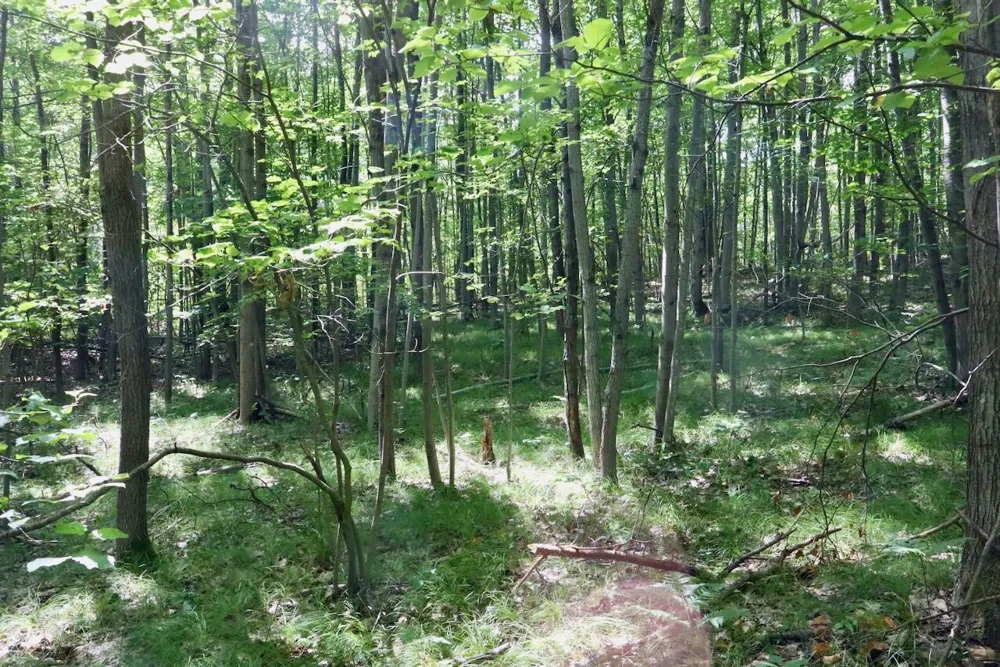 7 Mile Road Evart, MI 49631