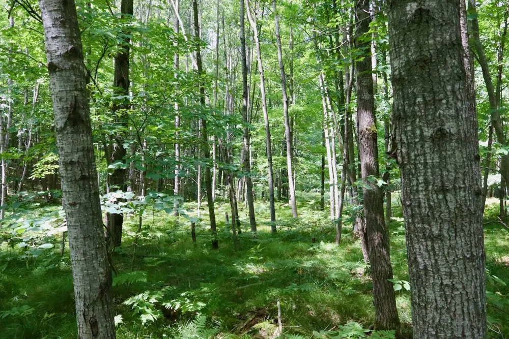 7 Mile Road Evart, MI 49631