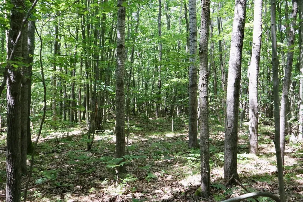 7 Mile Road Evart, MI 49631