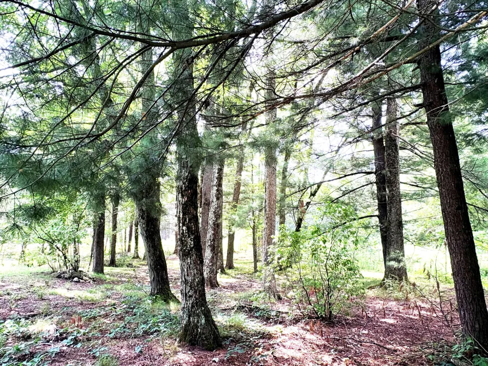 9022 Caberfae Highway Stronach Township, MI 49660