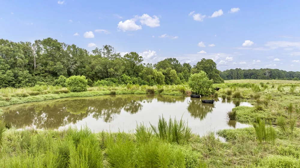 County Road 435 No City, TX 75974