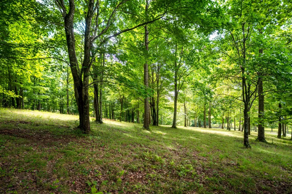 243 Roaring Creek Road Dunlap, TN 37327