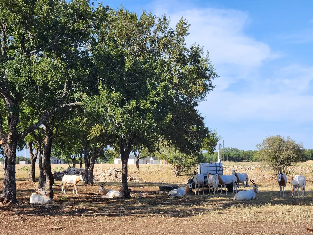 Indian Camp Trail Kempner, TX 76539
