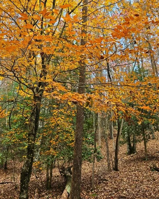 5 Goldmine Road Morganton, GA 30560