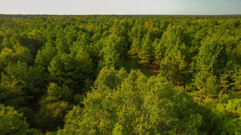 1763 FM 2118 Bagwell, TX 75412
