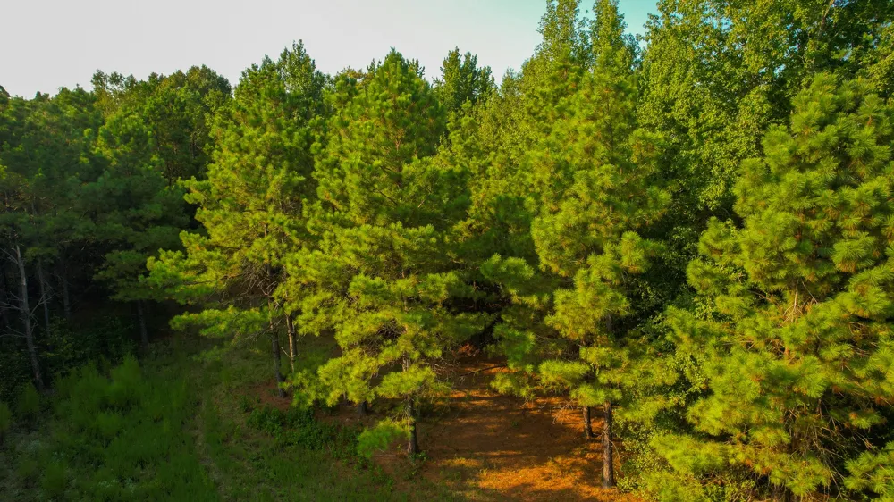1763 FM 2118 Bagwell, TX 75412