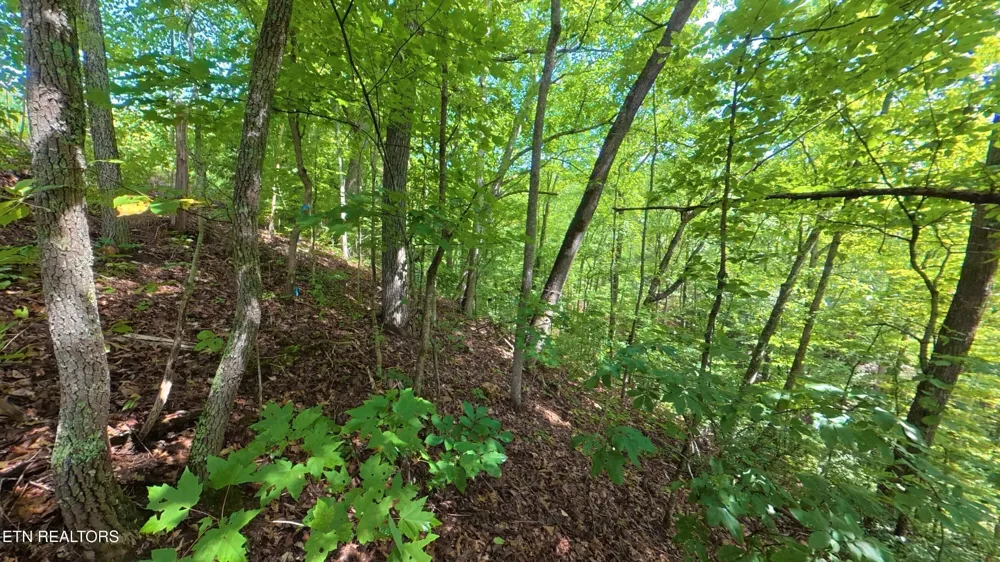 0 Shady Oaks Way Sevierville, TN 37876