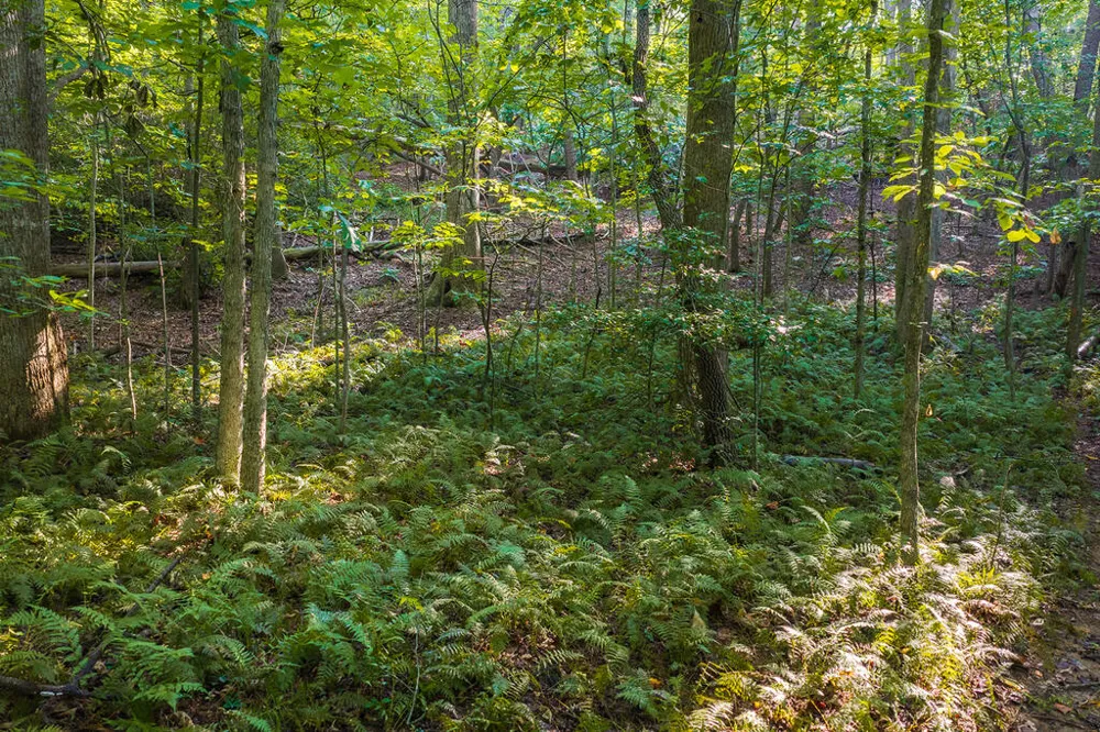 0 Wildwood Trail Talking Rock, GA 30175
