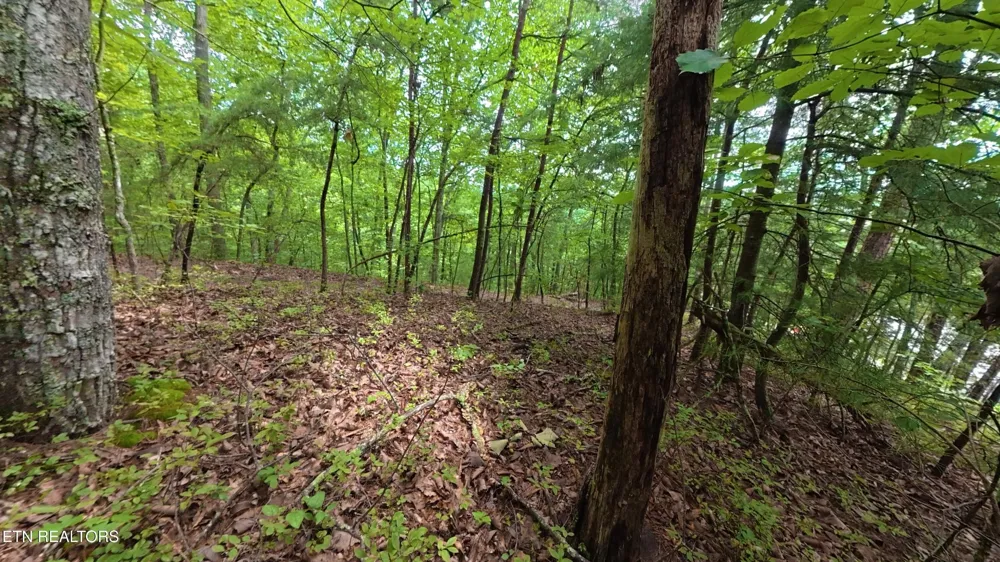 0 Shady Oaks Way Sevierville, TN 37876
