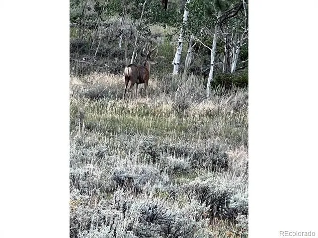 215 Murdock Drive Red Feather Lakes, CO 80545