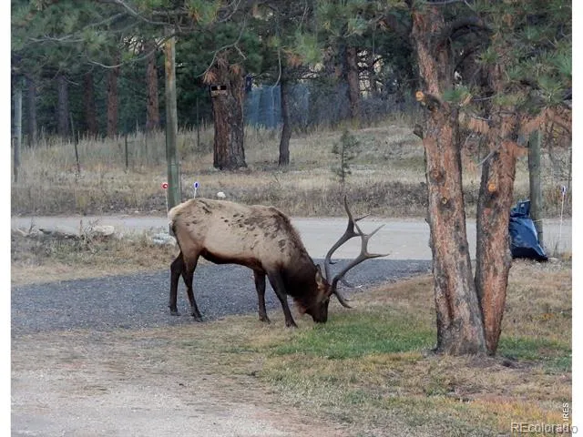 1002 Spruce Mountain Drive Drake, CO 80515