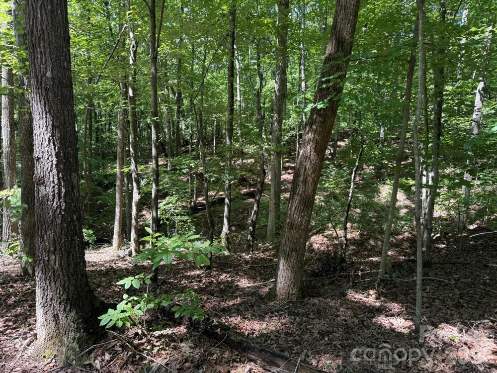 V/L Forest Country Drive #34 Marion, NC 28752