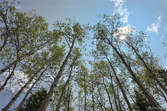 416 Willow Road Divide, CO 80814