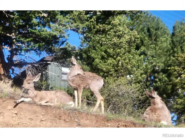 2709 Sunrise Court Estes Park, CO 80517