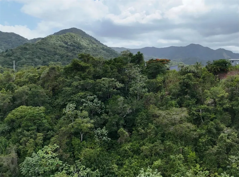 131 GUILARTE Adjuntas, PR 00601