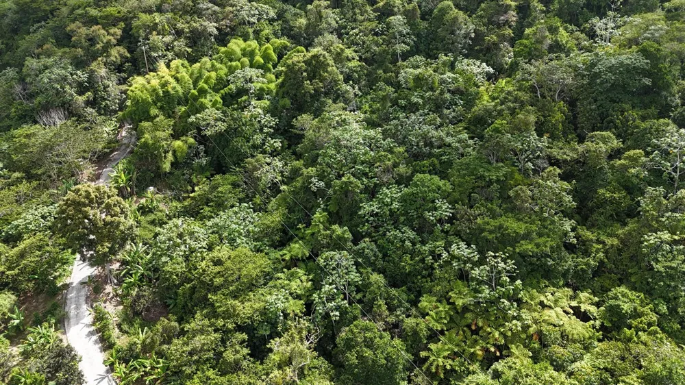 131 GUILARTE Adjuntas, PR 00601