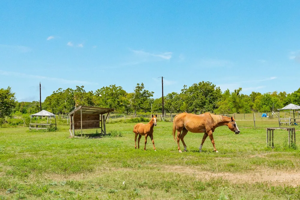 438 County Road 164 Cedar Lane, TX 77414
