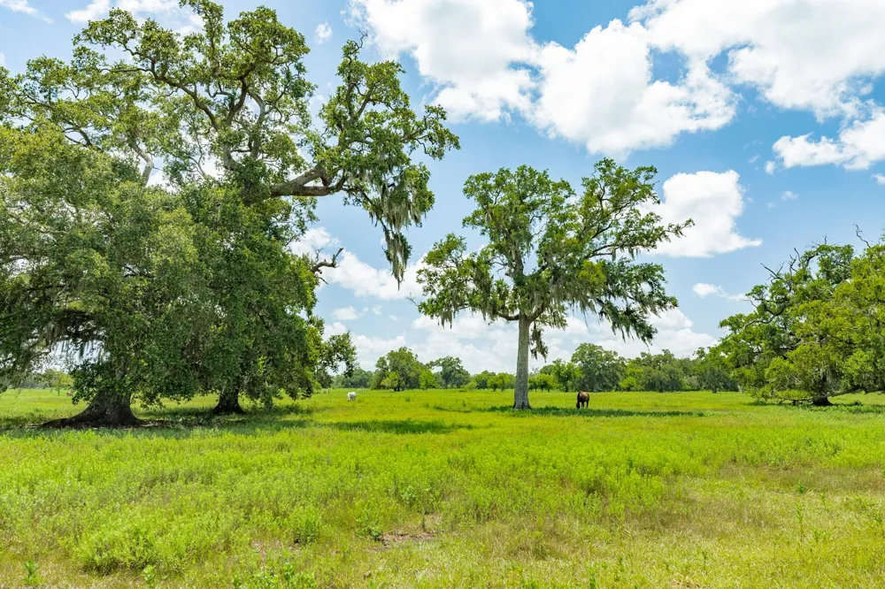 438 County Road 164 Cedar Lane, TX 77414