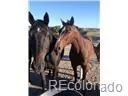 02 E Cherry Creek Road Larkspur, CO 80118