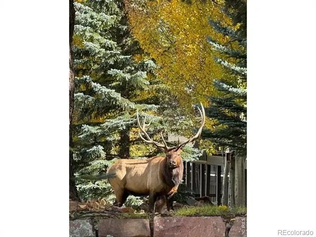 1449 Matthew Circle Estes Park, CO 80517